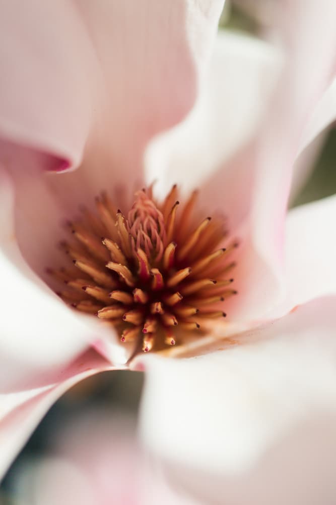 Soft Pink Magnolia by Javier Pardina — canvas wall art