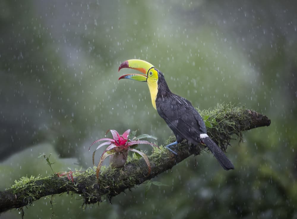 Toucan by Larry Deng APA — canvas wall art