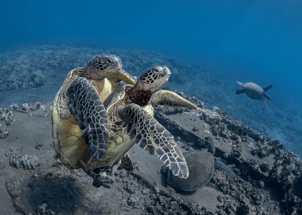 Green Sea Turtle Coupling by Jennifer Lu — canvas wall art