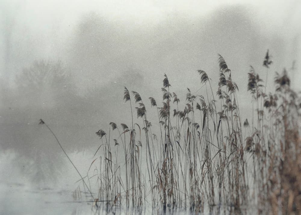 Misty Winter Reeds by Justyna Jaszke — canvas wall art