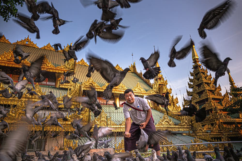 Man Feeding Temple Pigeons by Marco Tagliarino — canvas wall art