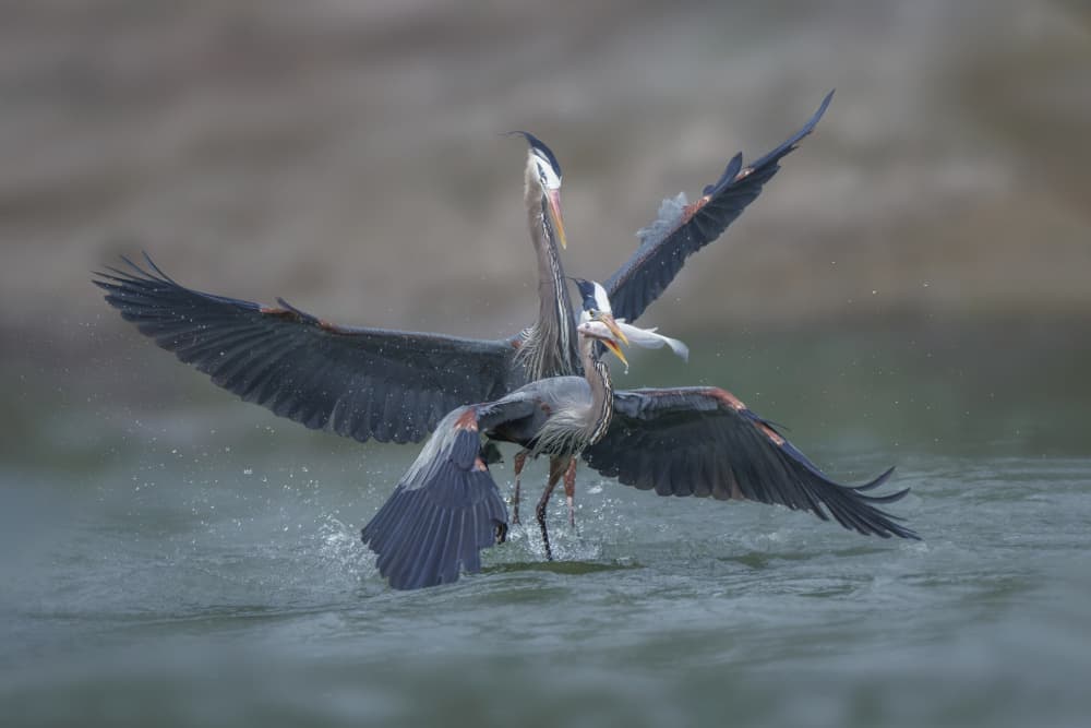 Herons Battle for Fish by Qing Zhao — canvas wall art
