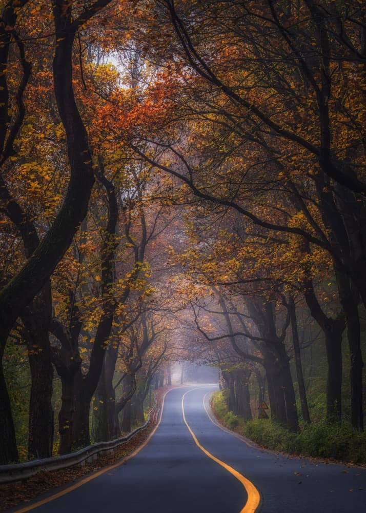 Winding Autumn Road by Tiger Seo — canvas wall art