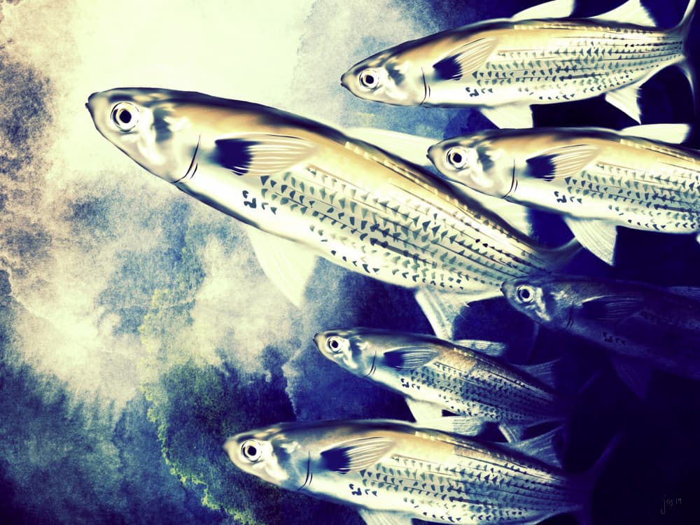 Swimming School of Fish by Jocelyn Wortley — canvas wall art