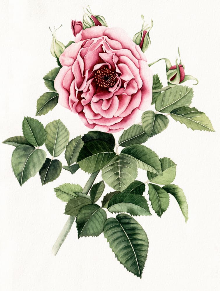 Blooming Pink Rose by Salome — canvas wall art