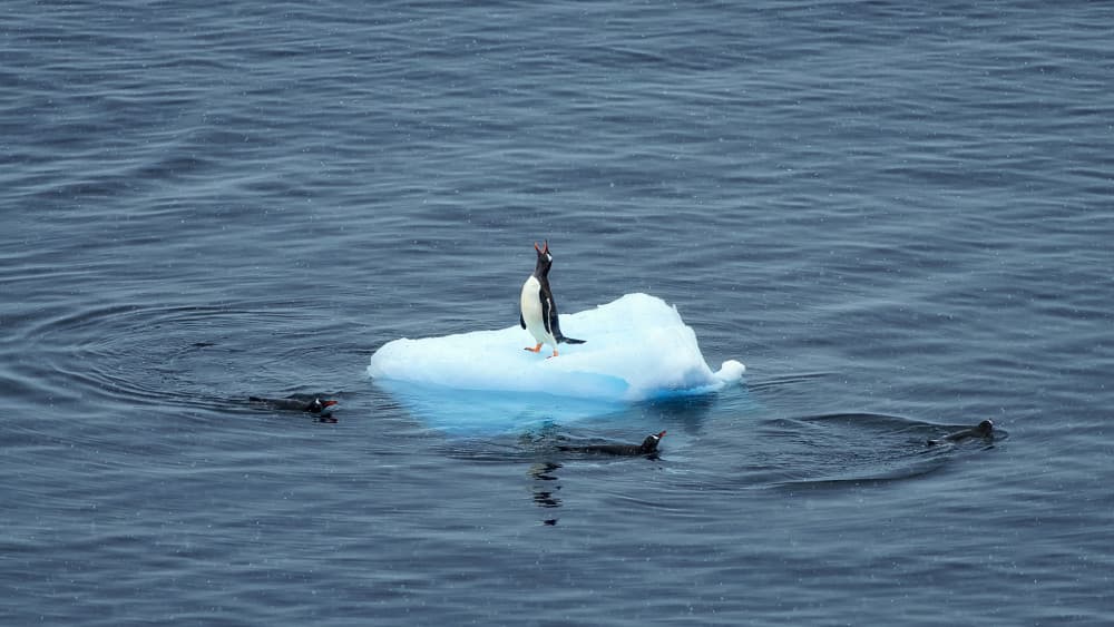 Gentoo Penguin on Ice by Mei Xu — canvas wall art