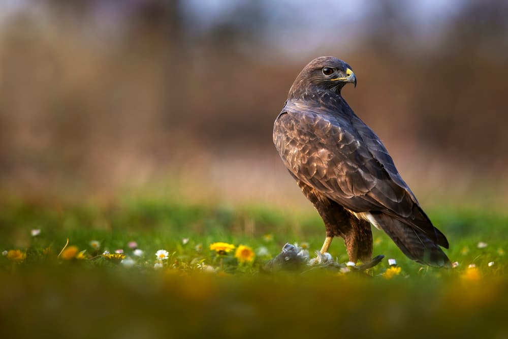 Majestic Hawk in Meadow by Marco Redaelli — canvas wall art