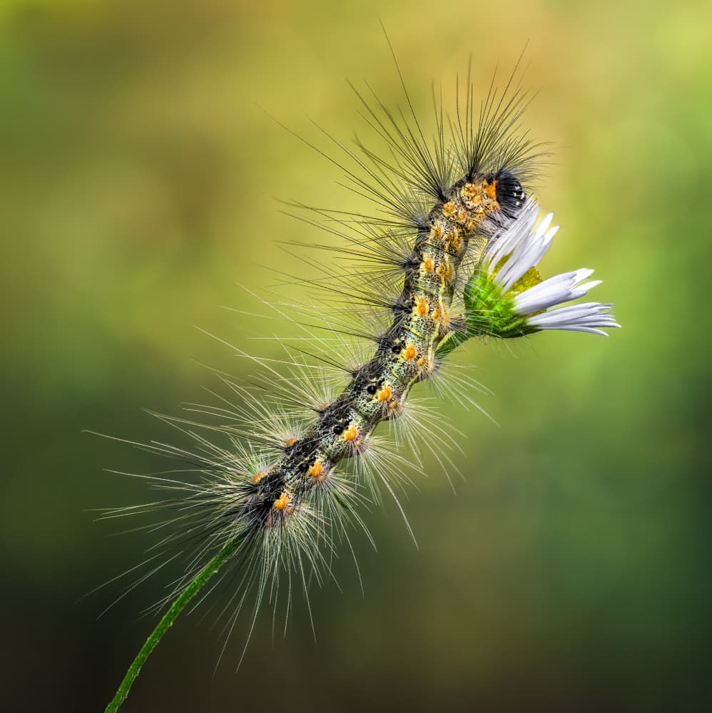 Hairy Caterpillar Flower by Atul Saluja — canvas wall art
