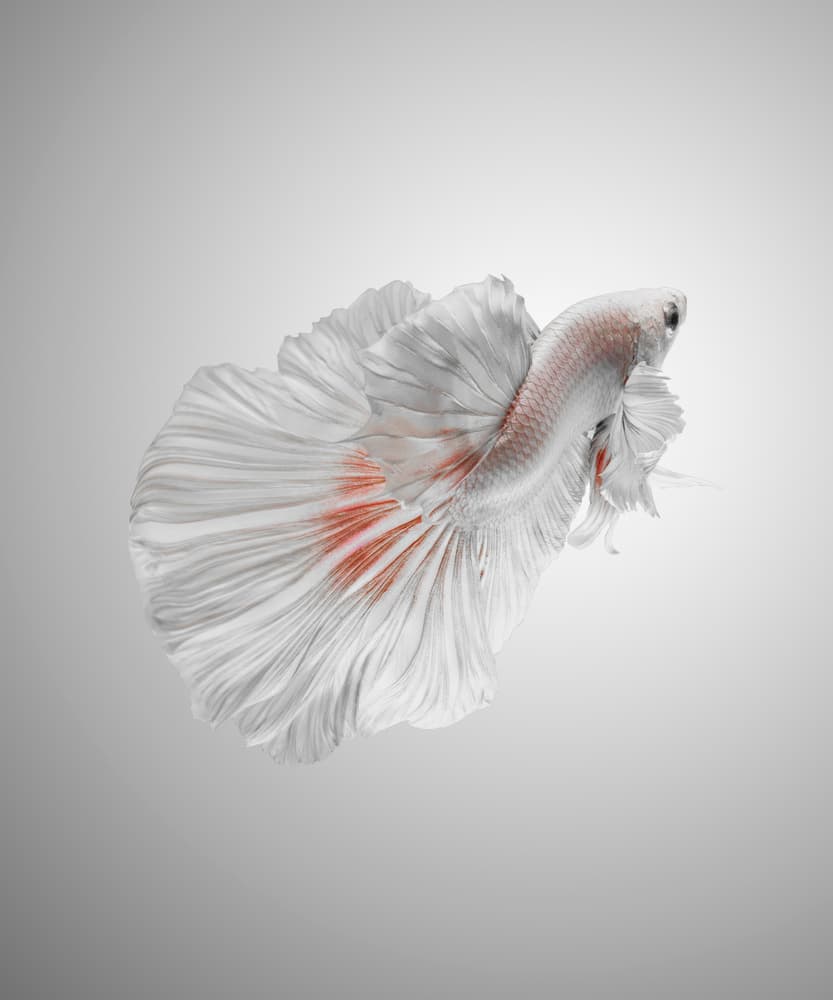 Graceful White Betta by Andi Halil — canvas wall art