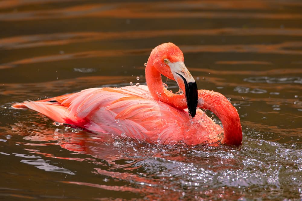 Vibrant Flamingo Splash by John Fan — canvas wall art