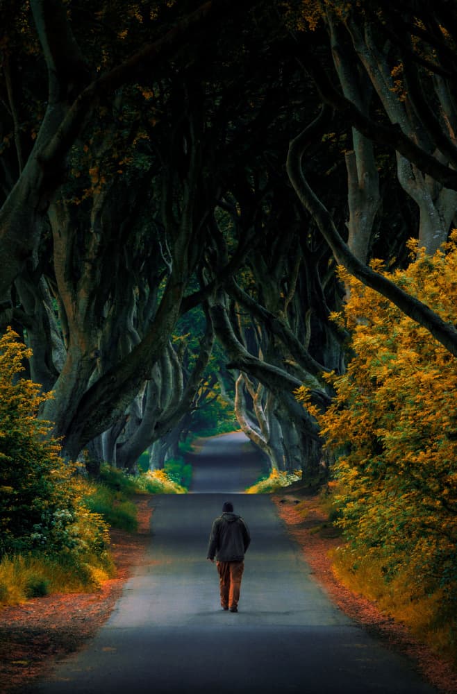 Enchanted Tree Tunnel Road by Srecko Jubic — canvas wall art