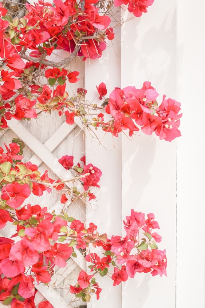 Bright Bougainvillea Trellis by Henrike Schenk — canvas wall art