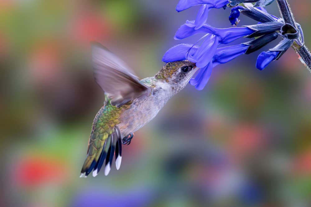 Hummingbird Nectar Dive by ZY Zhang — canvas wall art