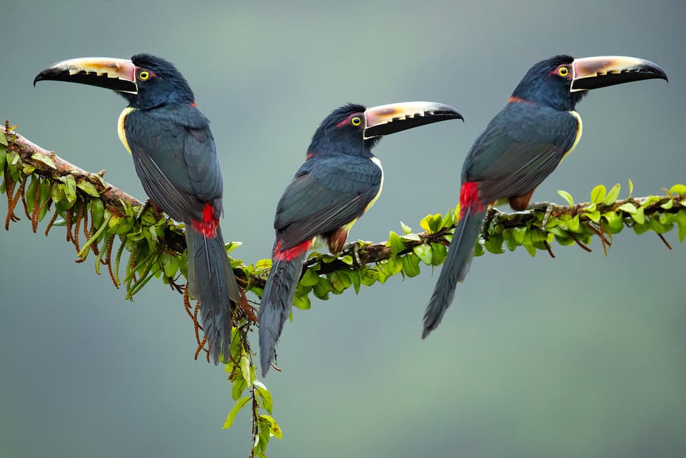 Three Tropical Toucans by Milan Zygmunt — canvas wall art