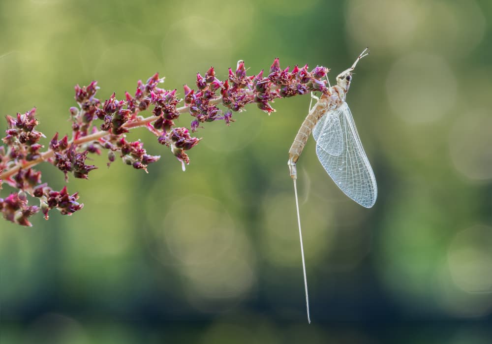 Delicate Mayfly Molting by Atul Saluja — canvas wall art