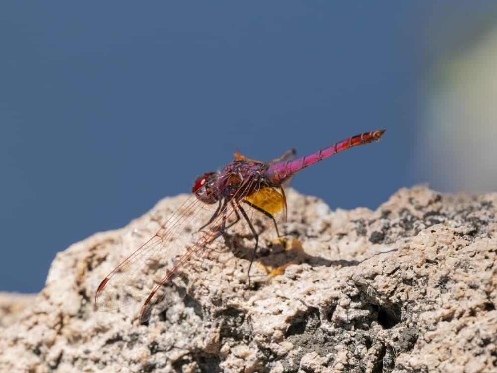 Vivid Purple Dragonfly by engin akyurt — canvas wall art
