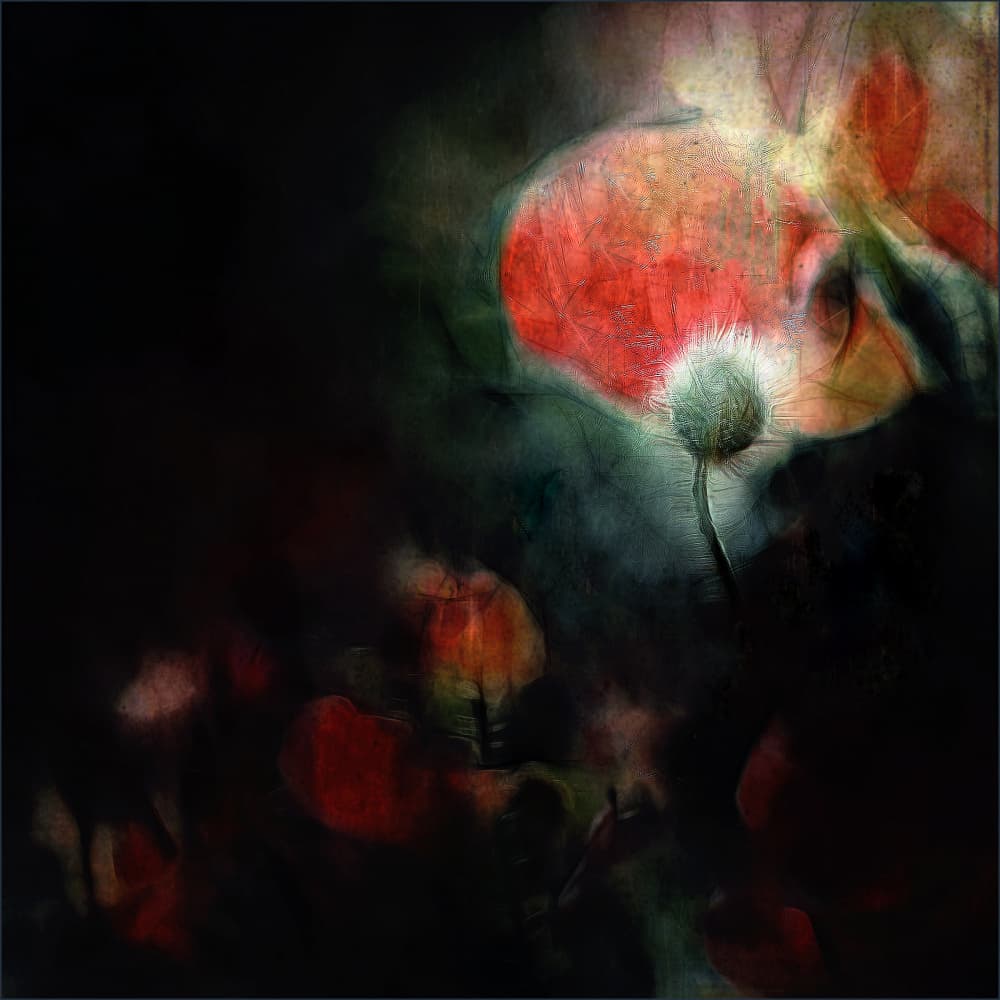 Moody Red Poppies by Gilbert Claes — canvas wall art
