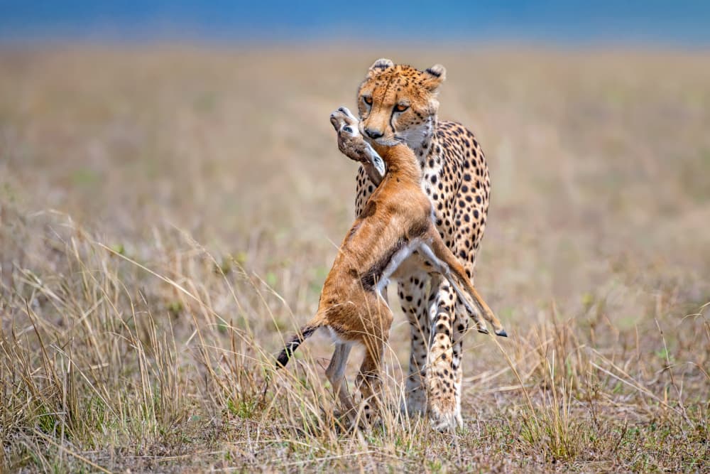 Cheetah Carrying Prey by Xavier Ortega — canvas wall art