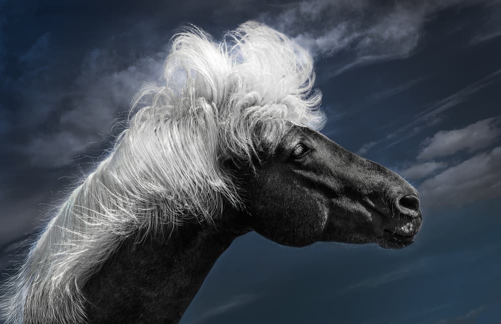 Majestic Wild Horse by Kenneth-Wei Zeng — canvas wall art