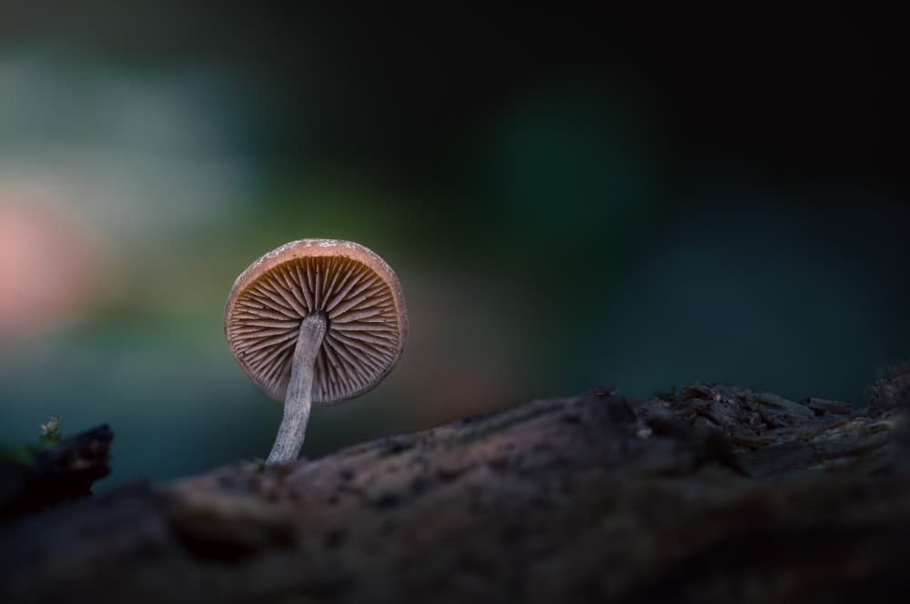 Glowing Forest Mushroom by Marco Antonio Cobo — canvas wall art