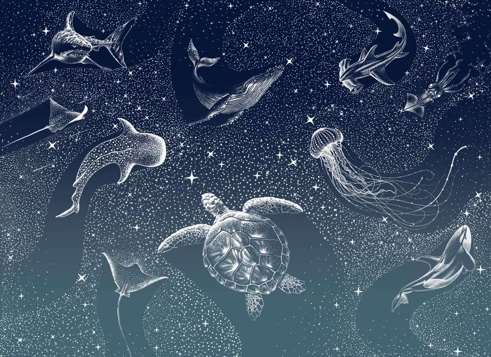Celestial Marine Life by Alirıza ÇAKIR — canvas wall art