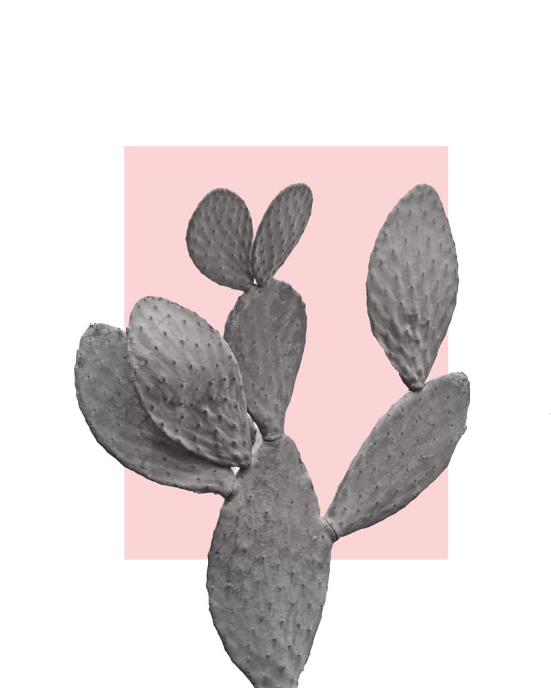 Pink Cactus Moment by Bronwyn Baker — canvas wall art