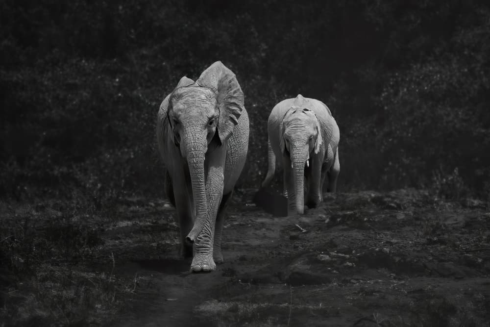 Elephants On The Path by Siyu_Wei APA — canvas wall art