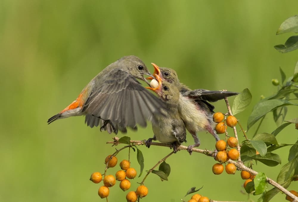Nurturing Bird Family by Angela Muliani Hartojo — canvas wall art