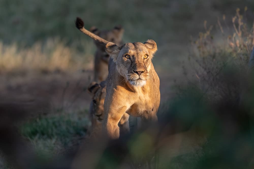 Lioness and Cubs Emerging by Jeffrey C. Sink — canvas wall art