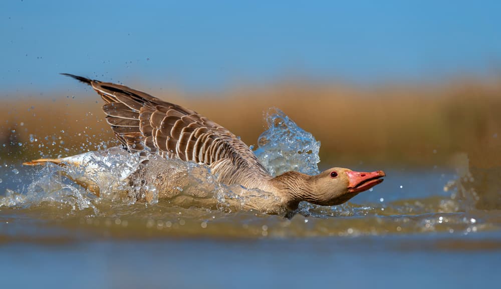 Flying Goose Splash by Jie Fischer — canvas wall art