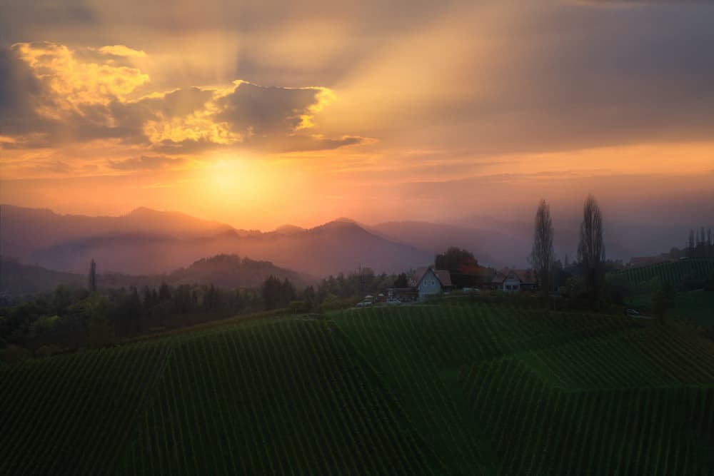 Golden Sunset Vineyard by Jianping Yang — canvas wall art