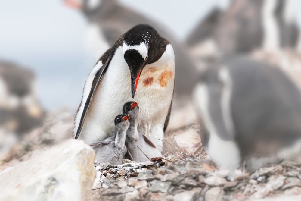 Gentoo Penguin Feeding Chicks by Siyu_Wei APA — canvas wall art