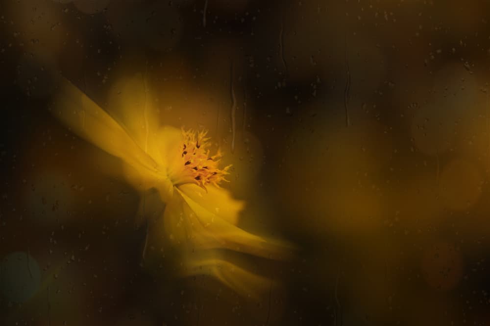Dreamy Yellow Flower by YoungIl Kim — canvas wall art