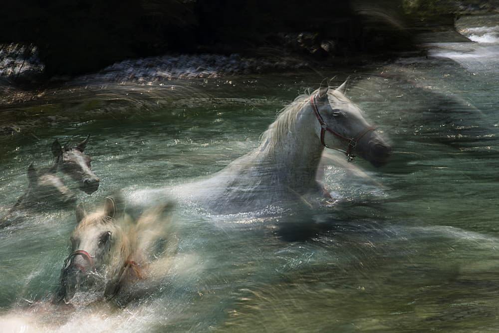 White Horses Flowing Water by Milan Malovrh — canvas wall art