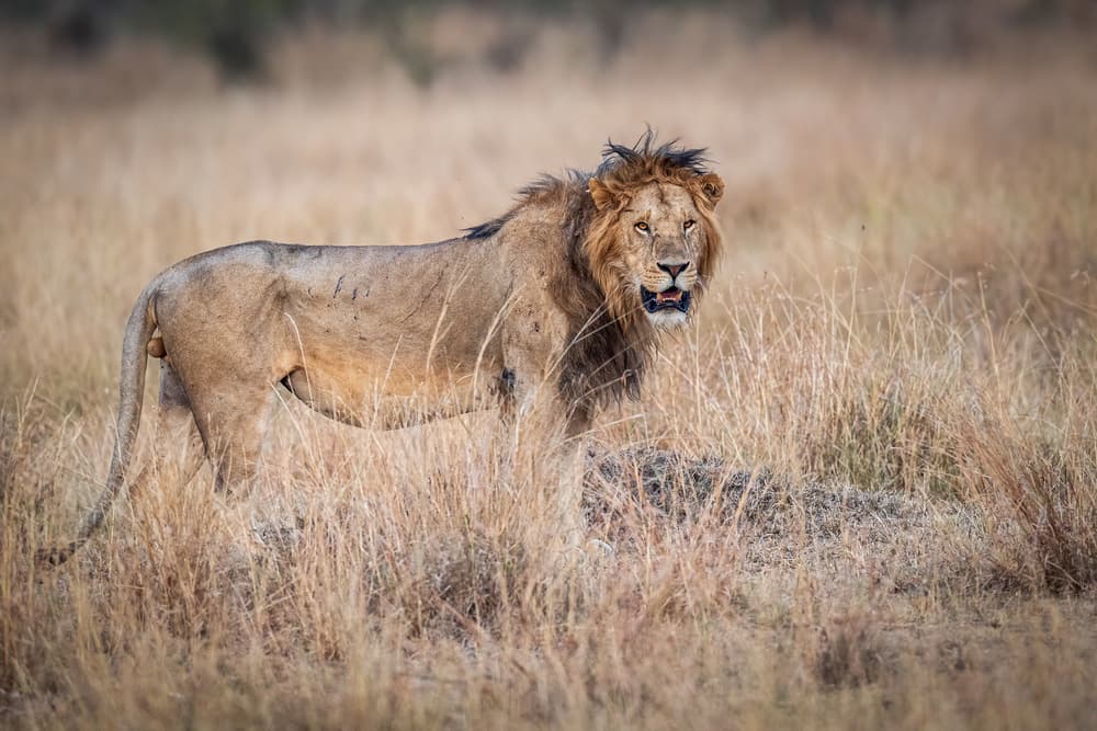 Majestic African Lion by Jeffrey C. Sink — canvas wall art