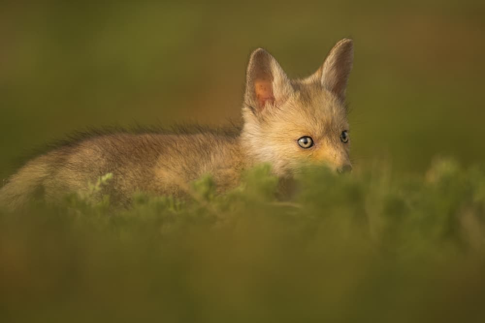 Curious Fox Kit by Ahmed Sobhi — canvas wall art