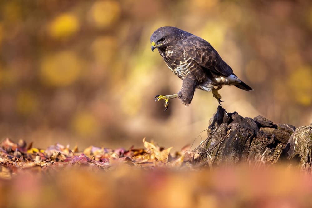 Autumn Buzzard Landing by Marco Redaelli — canvas wall art