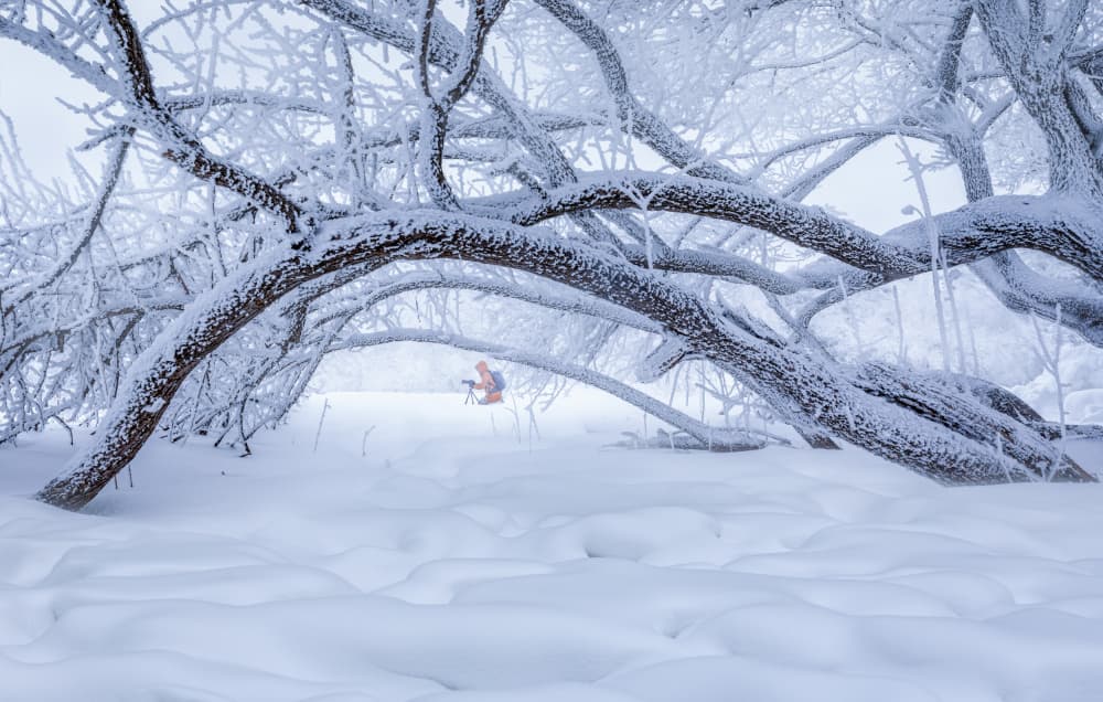 Winter Forest Solitude by Irene Wu — canvas wall art