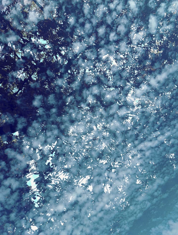 Sunlit Tree Canopy by Angelo Cerantola — canvas wall art