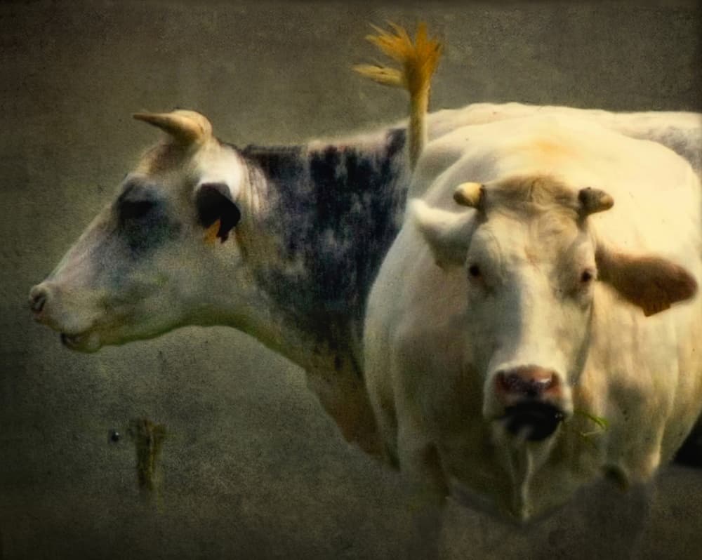 Rustic Farm Cows by Yvette Depaepe — canvas wall art