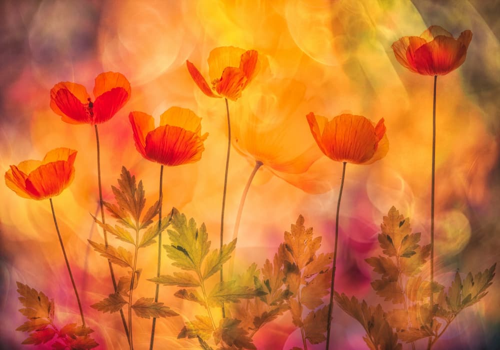 Glowing Orange Poppies by Hilda van der Lee — canvas wall art