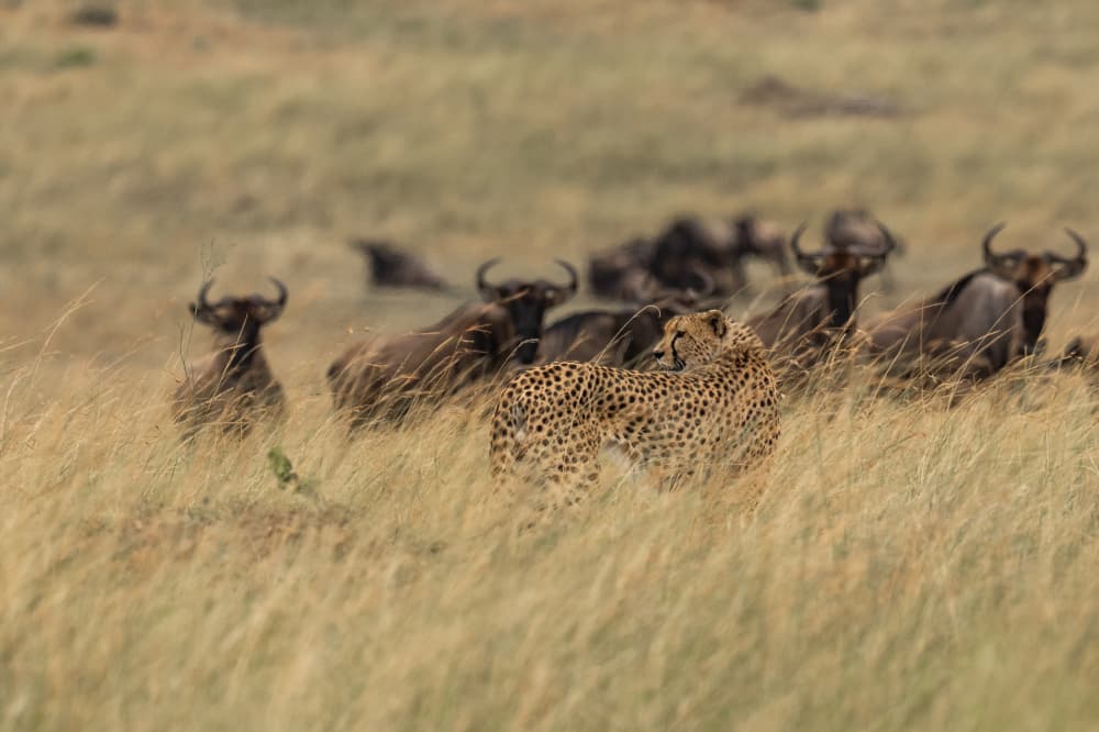Watchful Cheetah in Grass by Rajat Dhesi — canvas wall art