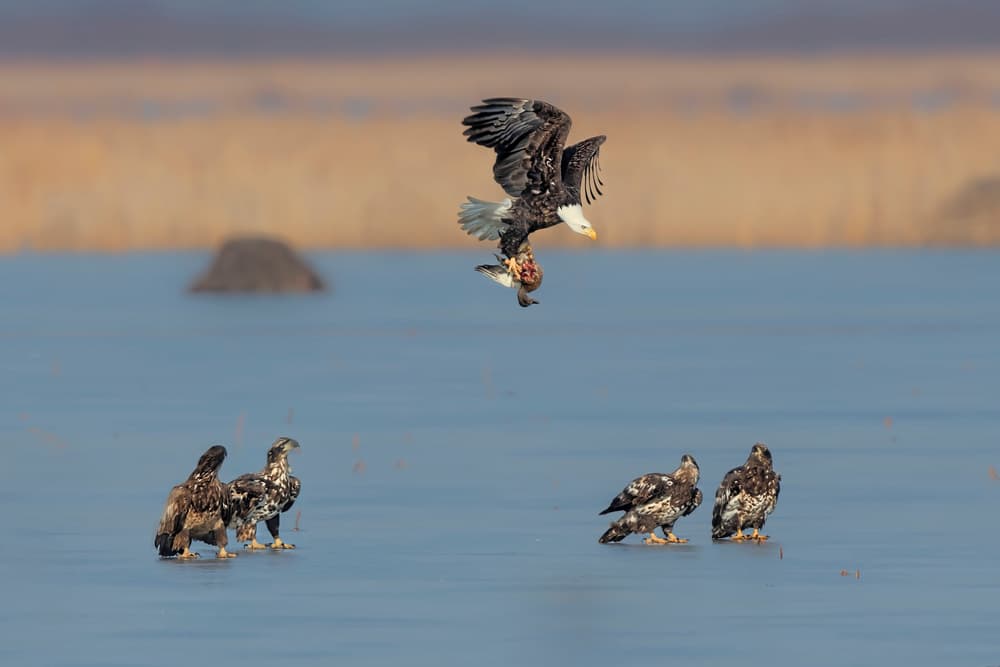 Eagle Delivering Dinner by Jun Zuo — canvas wall art