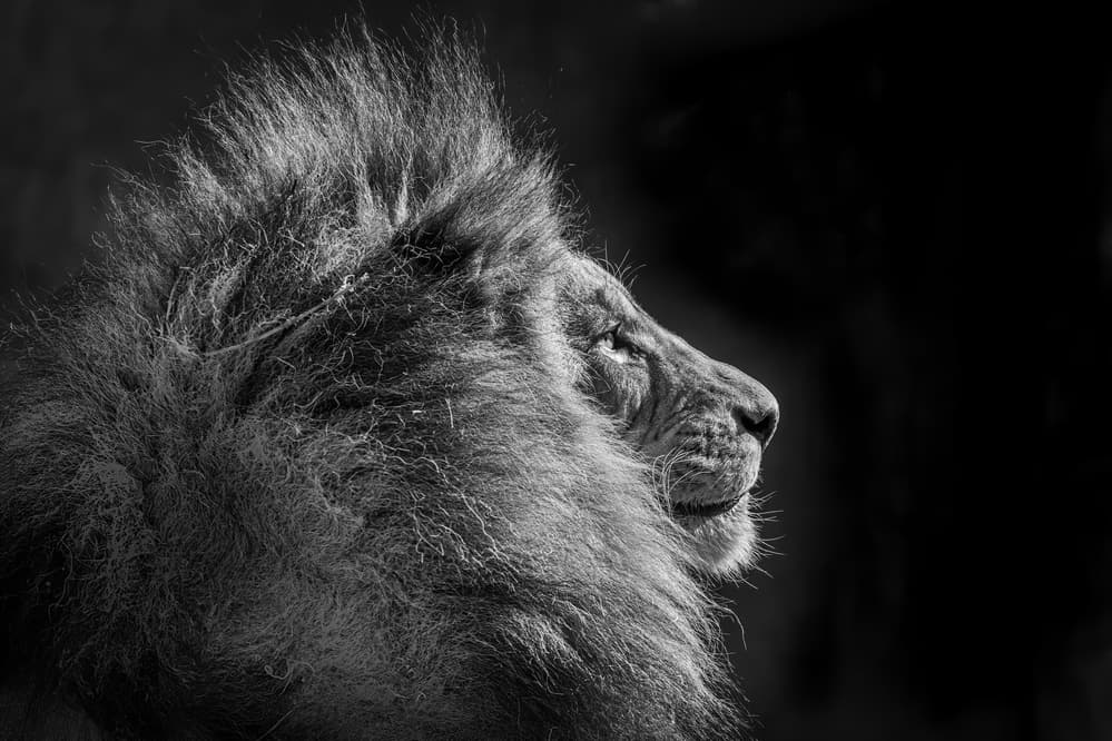 Majestic Lion Profile by Jeffrey C. Sink — canvas wall art