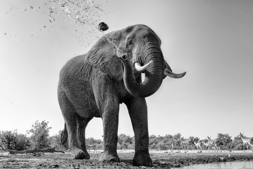 A Hot Day by Jun Zuo — canvas wall art