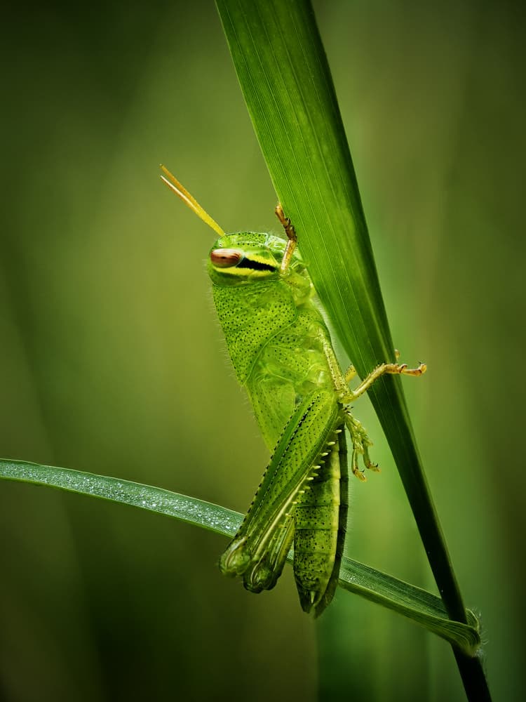 Vibrant Green Grasshopper by Takiko Hirai — canvas wall art