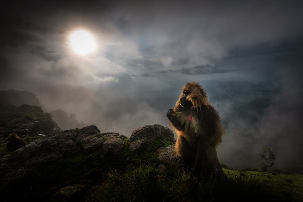 Misty Mountain Baboon by Roberto Marchegiani — canvas wall art
