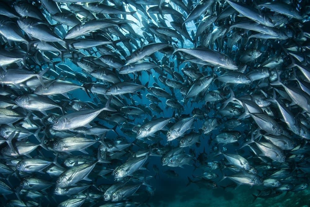 Schooling Fish Underwater by Andrey Narchuk — canvas wall art
