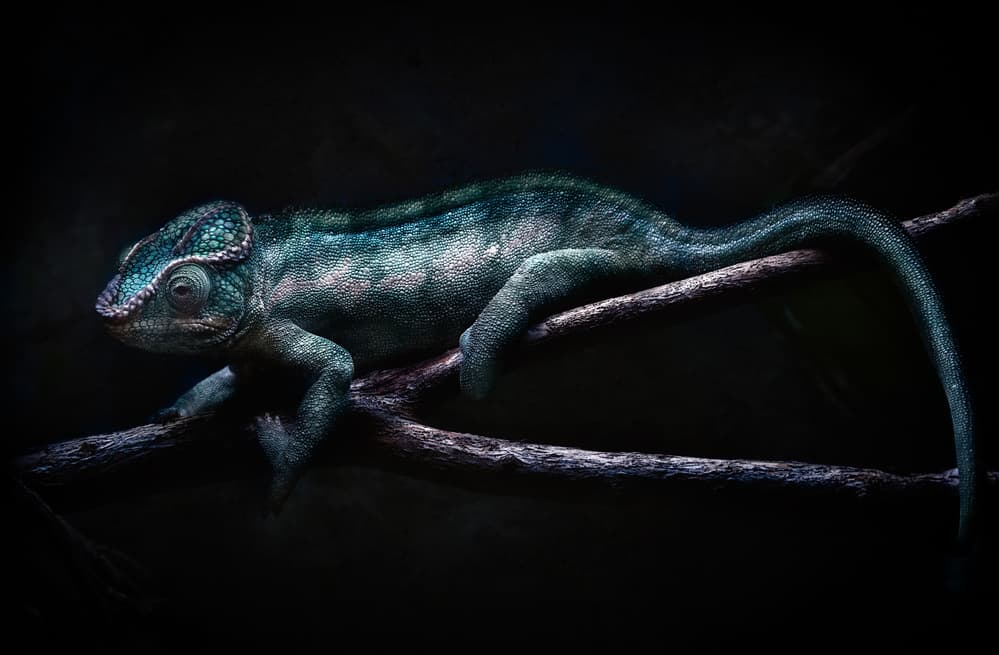 Mysterious Blue Chameleon by Santiago Pascual Buye — canvas wall art