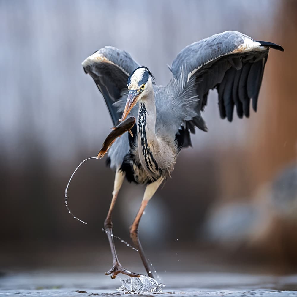 Heron Catches Fish by Annie Poreider — canvas wall art